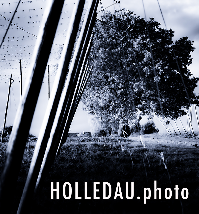 logo holledau.photo